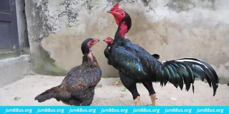 nohu28 casino hồ tràm có cho người việt vào không